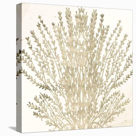 Sand Coral 2-Kimberly Allen-Stretched Canvas