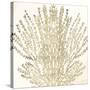 Sand Coral 2-Kimberly Allen-Stretched Canvas