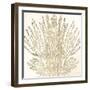 Sand Coral 2-Kimberly Allen-Framed Art Print