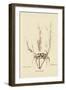 Sand Crab-Mark Catesby-Framed Art Print