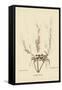 Sand Crab-Mark Catesby-Framed Stretched Canvas