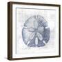 Sand Dollar 1 v2-Denise Brown-Framed Premium Giclee Print