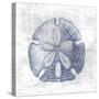 Sand Dollar 1 v2-Denise Brown-Stretched Canvas