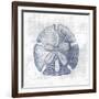 Sand Dollar 1 v2-Denise Brown-Framed Art Print