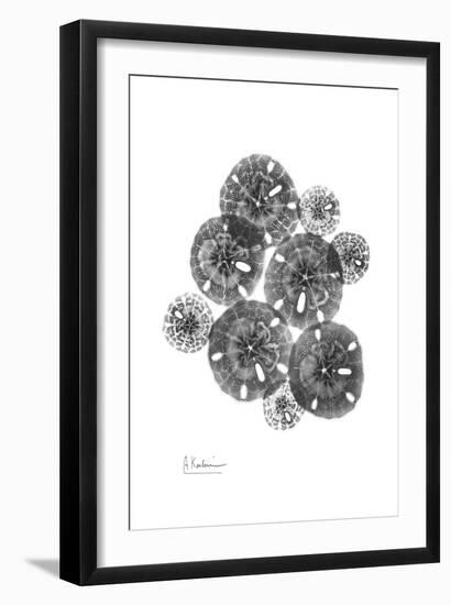 Sand Dollar Arrangement-Albert Koetsier-Framed Art Print