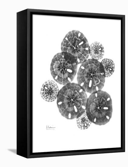 Sand Dollar Arrangement-Albert Koetsier-Framed Stretched Canvas