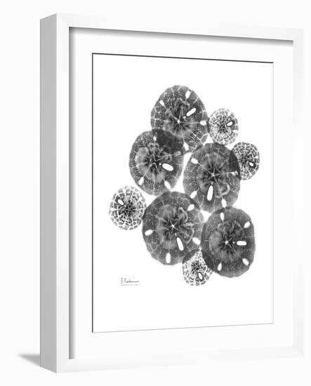 Sand Dollar Arrangement-Albert Koetsier-Framed Art Print