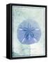 Sand Dollar B-GI ArtLab-Framed Stretched Canvas