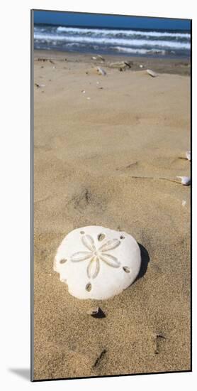 Sand Dollar Beach, Magdalena Island, Baja, Mexico. Single sand dollar on the beach.-Janet Muir-Mounted Photographic Print
