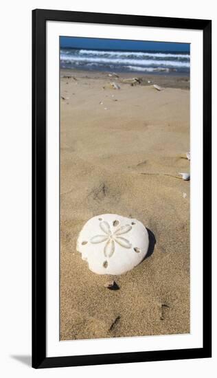 Sand Dollar Beach, Magdalena Island, Baja, Mexico. Single sand dollar on the beach.-Janet Muir-Framed Photographic Print