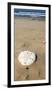 Sand Dollar Beach, Magdalena Island, Baja, Mexico. Single sand dollar on the beach.-Janet Muir-Framed Photographic Print