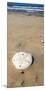 Sand Dollar Beach, Magdalena Island, Baja, Mexico. Single sand dollar on the beach.-Janet Muir-Mounted Photographic Print