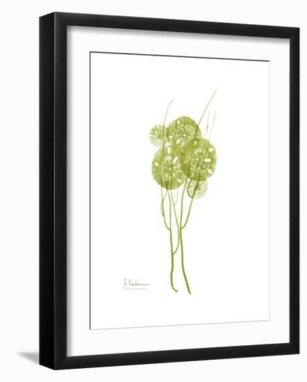 Sand Dollar Bloom-Albert Koetsier-Framed Premium Giclee Print