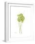 Sand Dollar Bloom-Albert Koetsier-Framed Premium Giclee Print