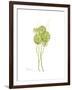 Sand Dollar Bloom-Albert Koetsier-Framed Premium Giclee Print