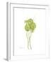 Sand Dollar Bloom-Albert Koetsier-Framed Premium Giclee Print