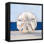 Sand Dollar By the Sea-Ethan Harper-Framed Stretched Canvas