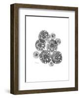 Sand Dollar Collage-Albert Koetsier-Framed Premium Giclee Print