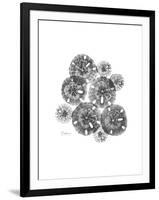 Sand Dollar Collage-Albert Koetsier-Framed Premium Giclee Print