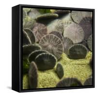 Sand Dollar, Dendraster Excentricus-Richard T. Nowitz-Framed Stretched Canvas