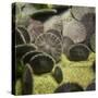 Sand Dollar, Dendraster Excentricus-Richard T. Nowitz-Stretched Canvas