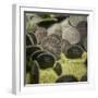 Sand Dollar, Dendraster Excentricus-Richard T. Nowitz-Framed Premium Photographic Print