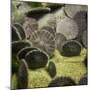 Sand Dollar, Dendraster Excentricus-Richard T. Nowitz-Mounted Premium Photographic Print