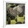 Sand Dollar, Dendraster Excentricus-Richard T. Nowitz-Framed Photographic Print