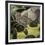 Sand Dollar, Dendraster Excentricus-Richard T. Nowitz-Framed Photographic Print