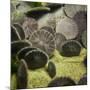 Sand Dollar, Dendraster Excentricus-Richard T. Nowitz-Mounted Photographic Print