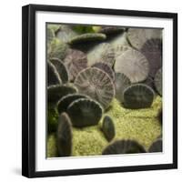 Sand Dollar, Dendraster Excentricus-Richard T. Nowitz-Framed Photographic Print