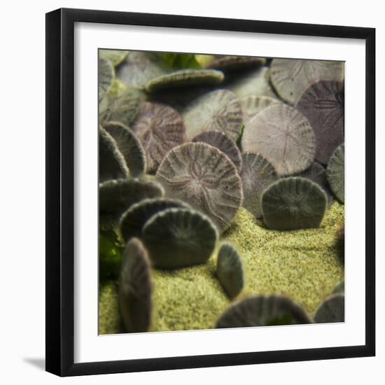 Sand Dollar, Dendraster Excentricus-Richard T. Nowitz-Framed Photographic Print