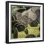 Sand Dollar, Dendraster Excentricus-Richard T. Nowitz-Framed Photographic Print