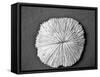 Sand Dollar I-Jairo Rodriguez-Framed Stretched Canvas