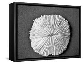 Sand Dollar I-Jairo Rodriguez-Framed Stretched Canvas