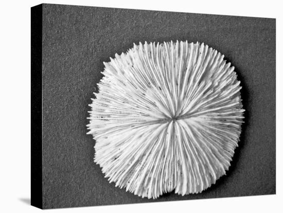 Sand Dollar I-Jairo Rodriguez-Stretched Canvas