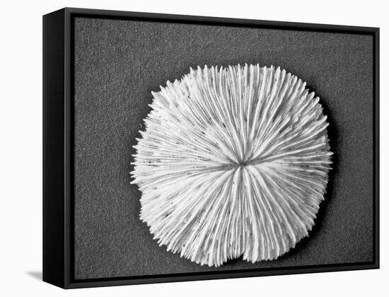 Sand Dollar I-Jairo Rodriguez-Framed Stretched Canvas