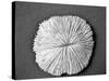 Sand Dollar I-Jairo Rodriguez-Stretched Canvas