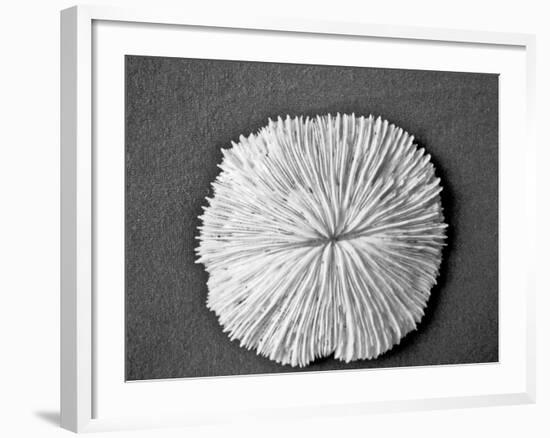 Sand Dollar I-Jairo Rodriguez-Framed Photographic Print