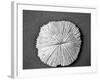 Sand Dollar I-Jairo Rodriguez-Framed Photographic Print