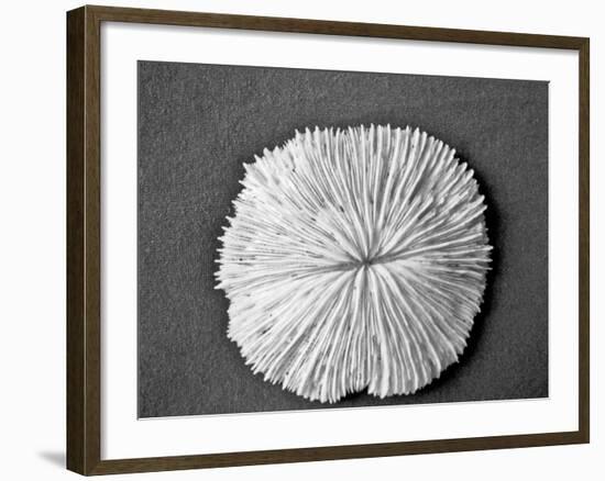 Sand Dollar I-Jairo Rodriguez-Framed Photographic Print