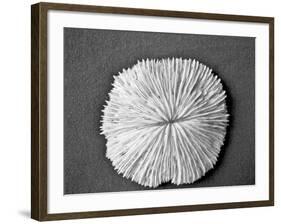 Sand Dollar I-Jairo Rodriguez-Framed Photographic Print