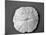 Sand Dollar I-Jairo Rodriguez-Mounted Photographic Print