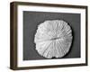 Sand Dollar I-Jairo Rodriguez-Framed Photographic Print