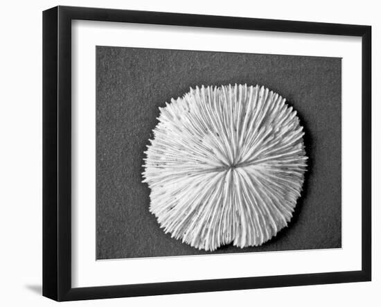 Sand Dollar I-Jairo Rodriguez-Framed Photographic Print