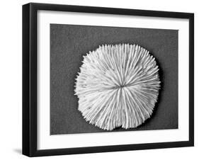 Sand Dollar I-Jairo Rodriguez-Framed Photographic Print