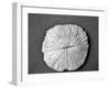 Sand Dollar I-Jairo Rodriguez-Framed Photographic Print