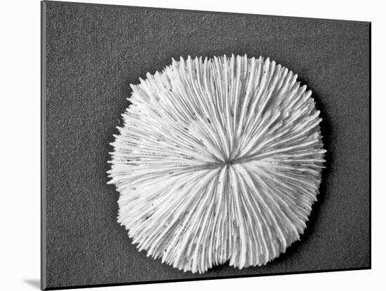 Sand Dollar I-Jairo Rodriguez-Mounted Photographic Print