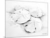 Sand Dollar I-Lanie Loreth-Mounted Art Print