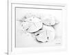 Sand Dollar I-Lanie Loreth-Framed Art Print